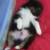 PUPPY #2 ... being a puppy is hard work!