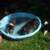 8wks old ,, first time by the pool